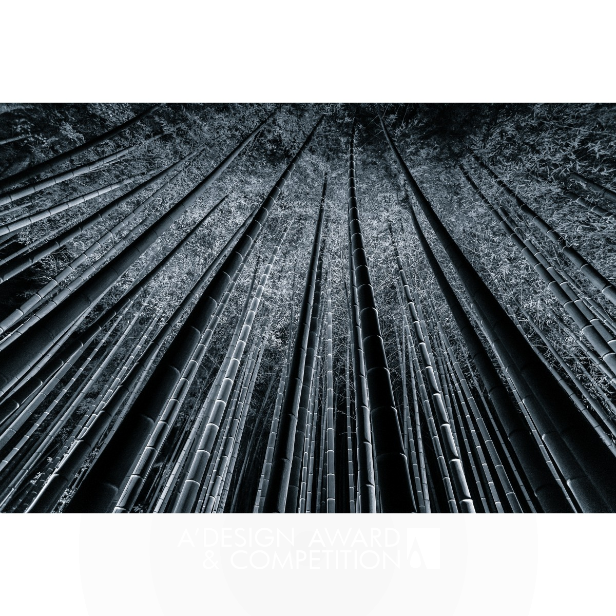 Bamboo Forest Fine Art Photography by Takeo Hirose Bronze Photography and Photo Manipulation Design Award Winner 2020 