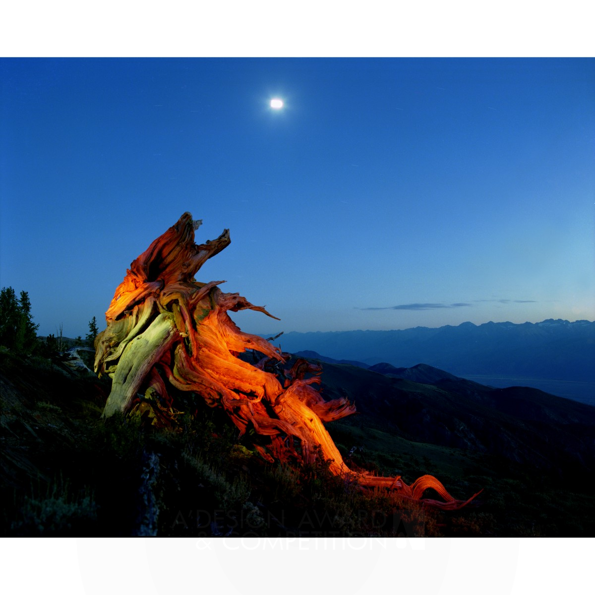 Sacred Trees II Photography by Yoshimi Sugiyama Bronze Photography and Photo Manipulation Design Award Winner 2022 