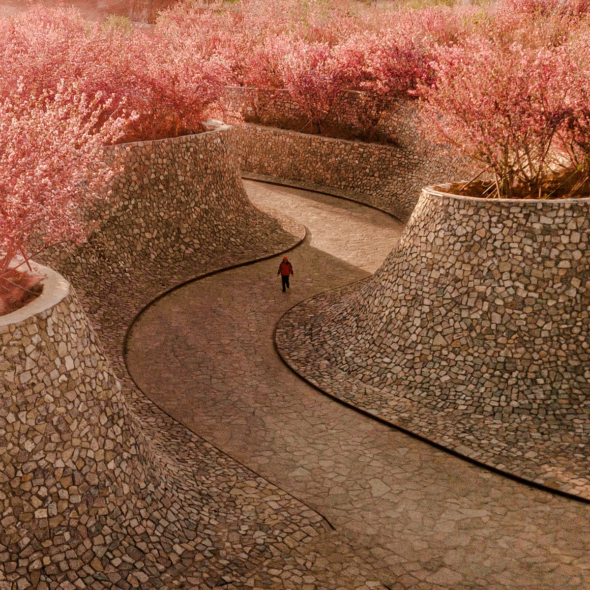 Rizhao Bailuwan Cherry Blossom Town Art and Cultural Space by Hu Sun - S.P.I Golden Landscape Planning and Garden Design Award Winner 2022 