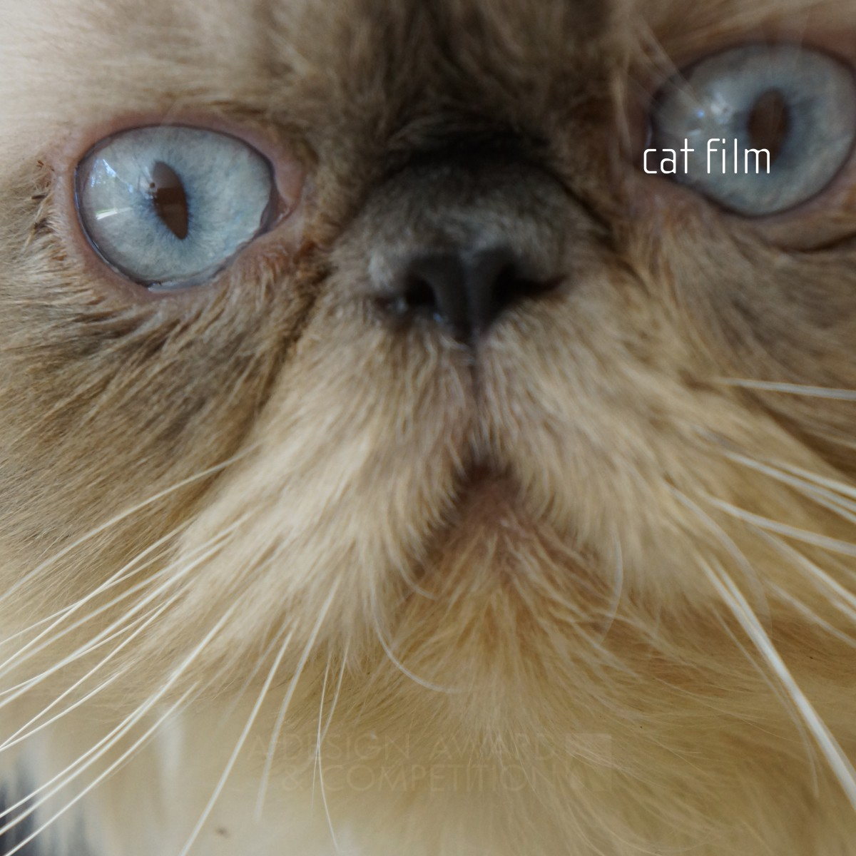 Cat Film to show architecture by studiomk27 Silver Movie, Video and Animation Design Award Winner 2013 