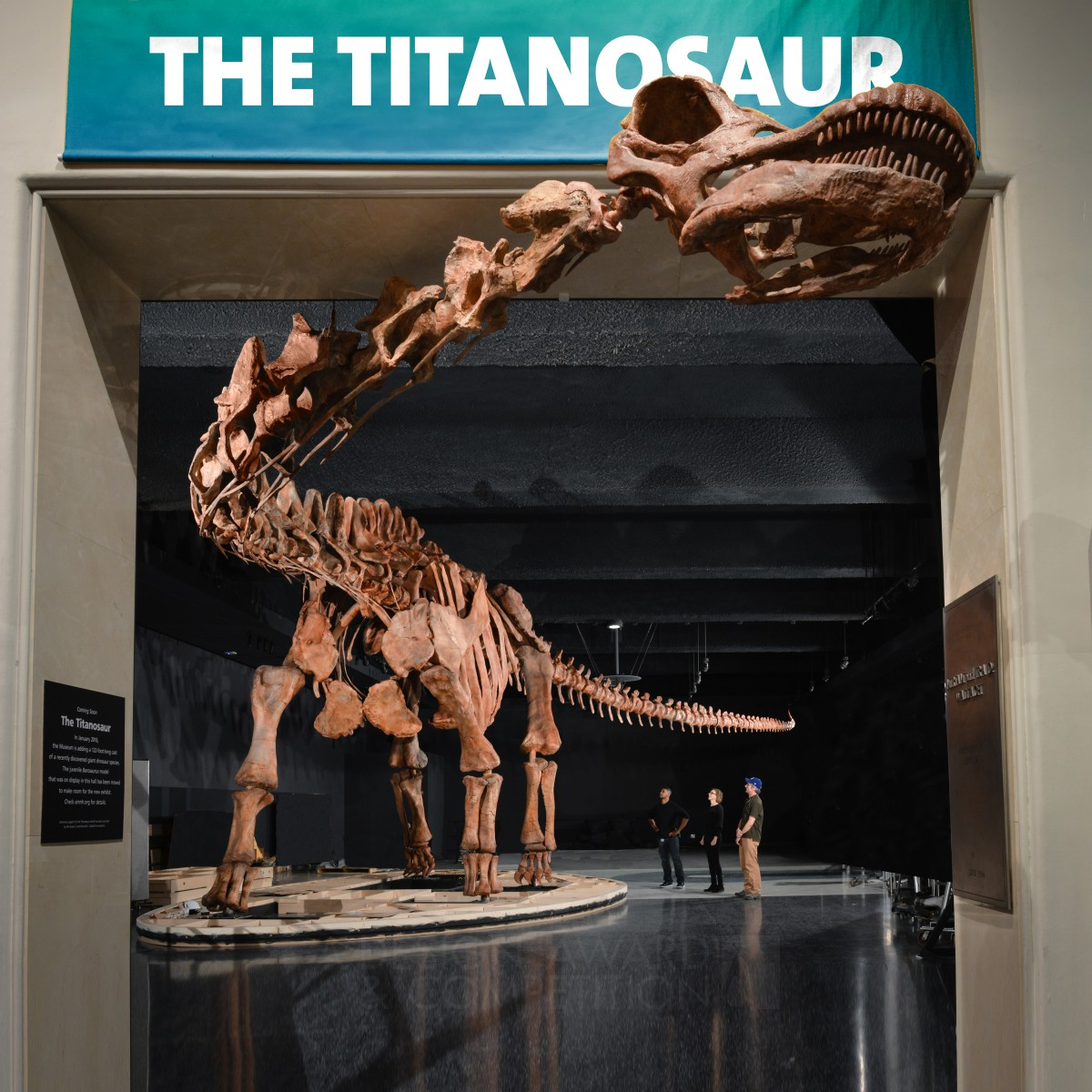 The Titanosaur Permanent Exhibition by Amnh 3d Design Team Golden Interior Space and Exhibition Design Award Winner 2017 