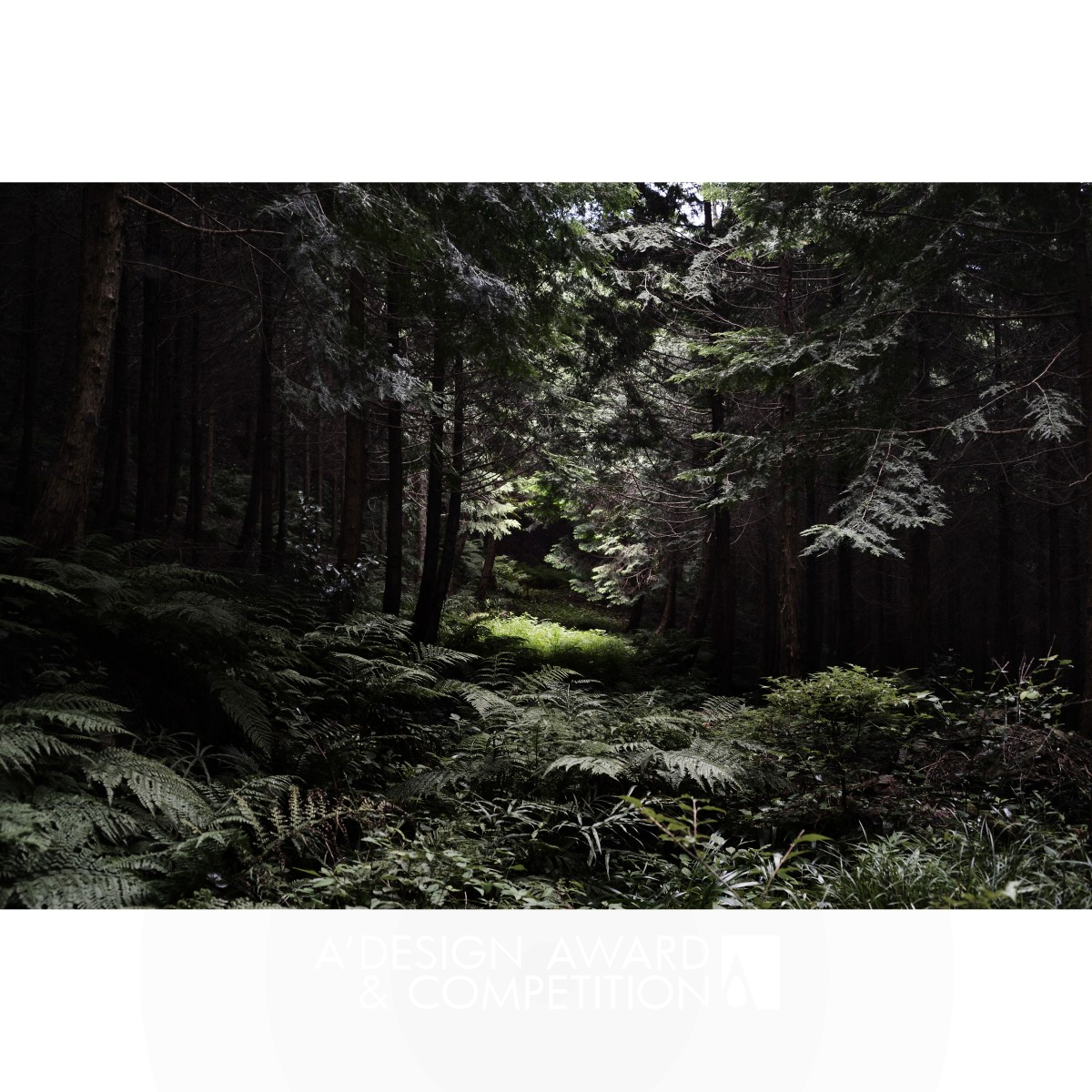 The Japanese Forest Photography by Masaru Eguchi Silver Photography and Photo Manipulation Design Award Winner 2020 