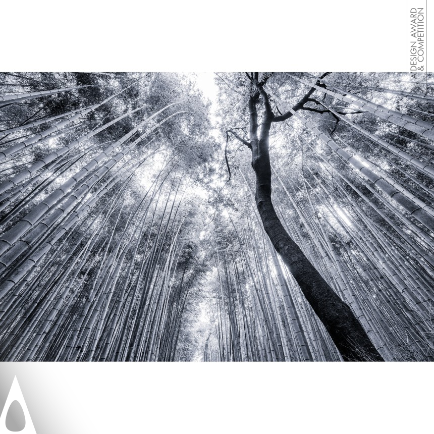 Bronze Photography and Photo Manipulation Design Award Winner 2020 Bamboo Forest Fine Art Photography 