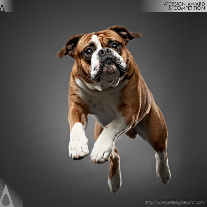 Frank Pham - Jumping Fine Art Portrait of Dogs