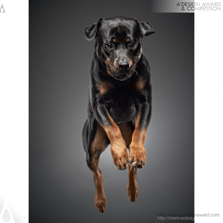 Jumping Fine Art Portrait of Dogs by Frank Pham