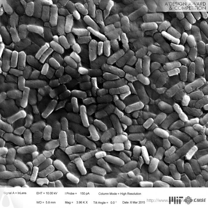 bioLogic team Self-Transforming Biological Skin