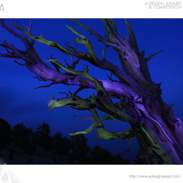 animism-1-sacred-trees-by-yoshimi-sugiyama-3