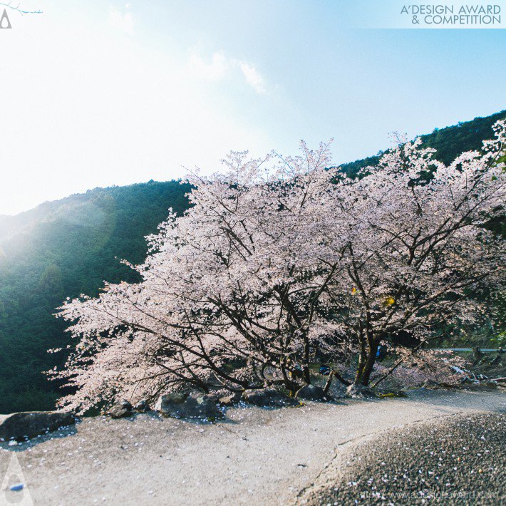 kumano-cherry-by-daisuke-kawashima-3