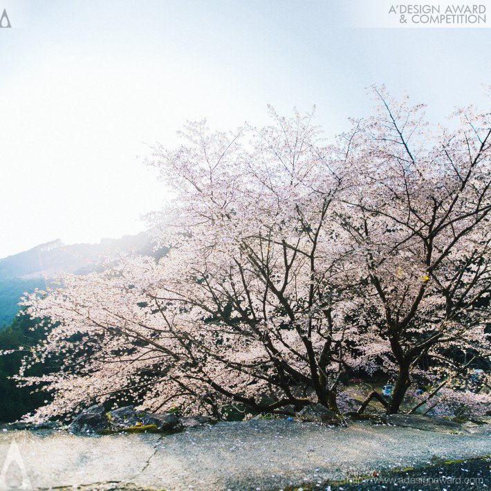 kumano-cherry-by-daisuke-kawashima